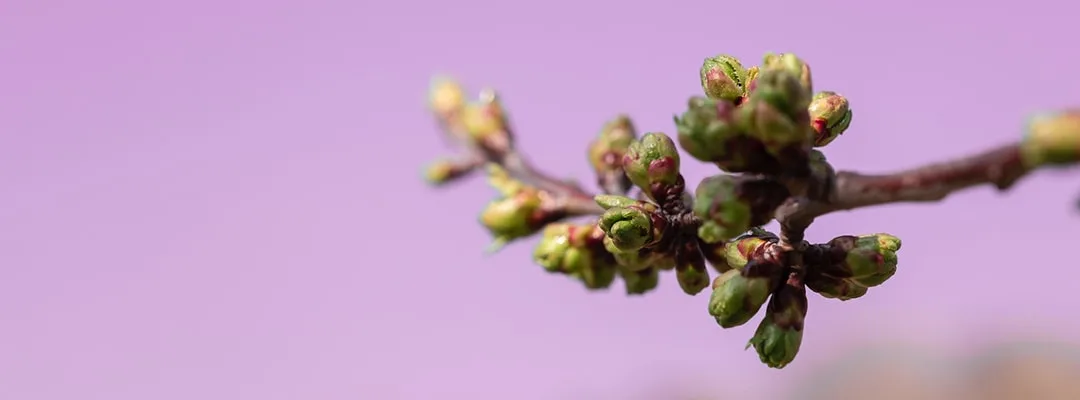 Knospen-Wanderung