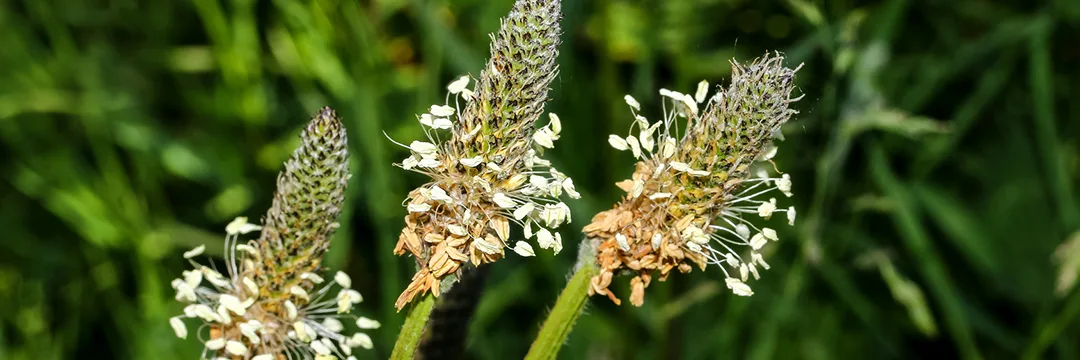 Natürlich gegen Insektenstiche